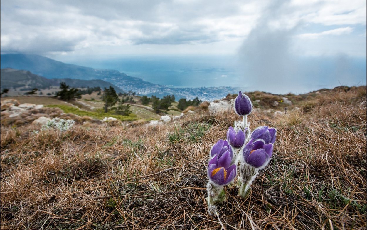 Демерджи крокусы