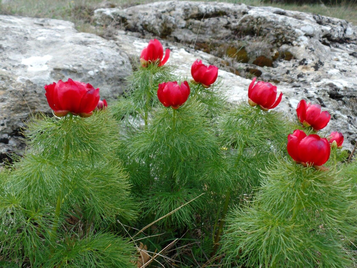 Пион тонколистный Крымский