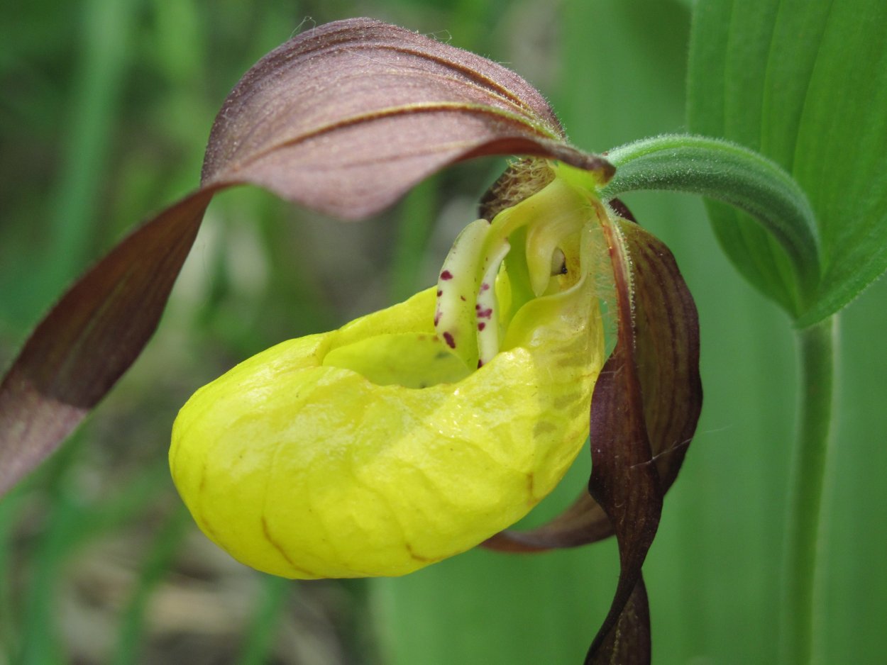 Венерин башмачок красная