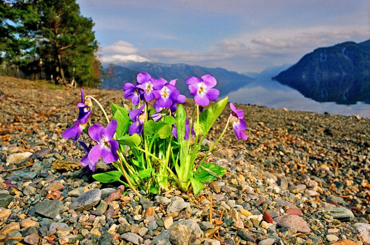 Баргузинский заповедник фиалка