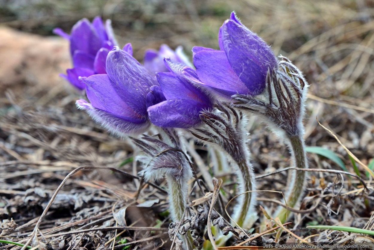 Цветок сон травы в Крыму