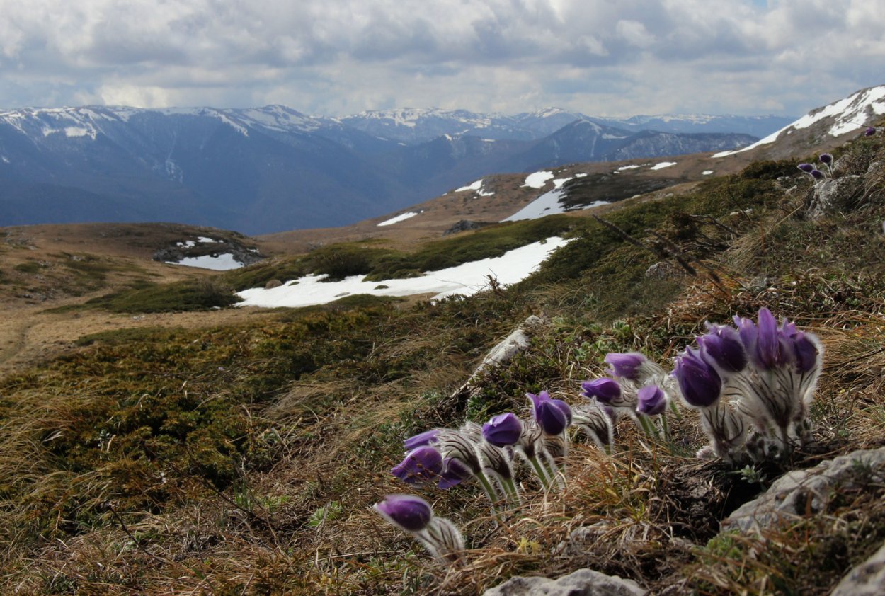 Гора Четырдаг подснежники