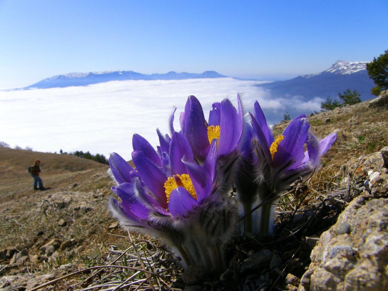Цветок Эдельвейс в Крыму