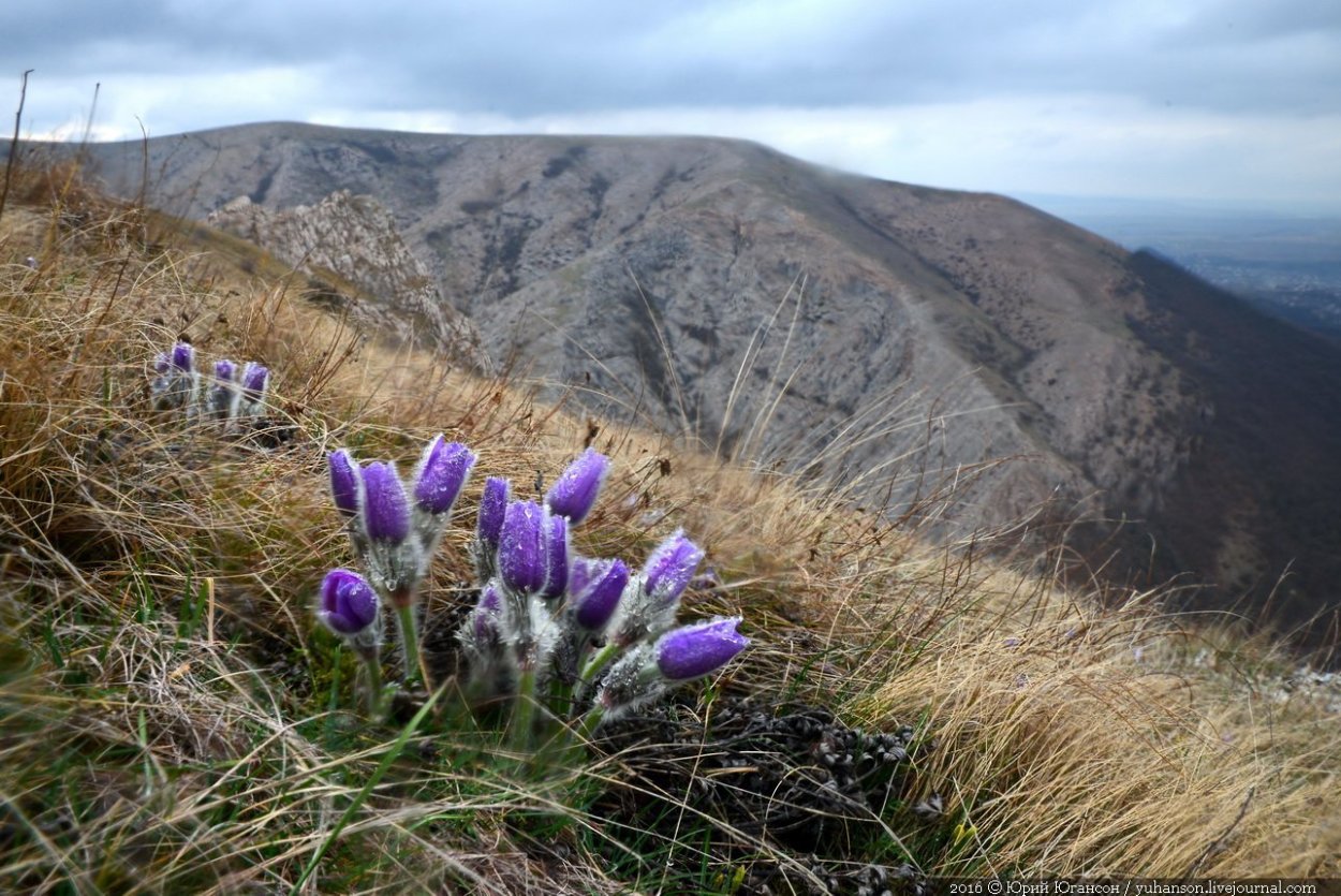 Весенние первоцветы в Крыму Демерджи