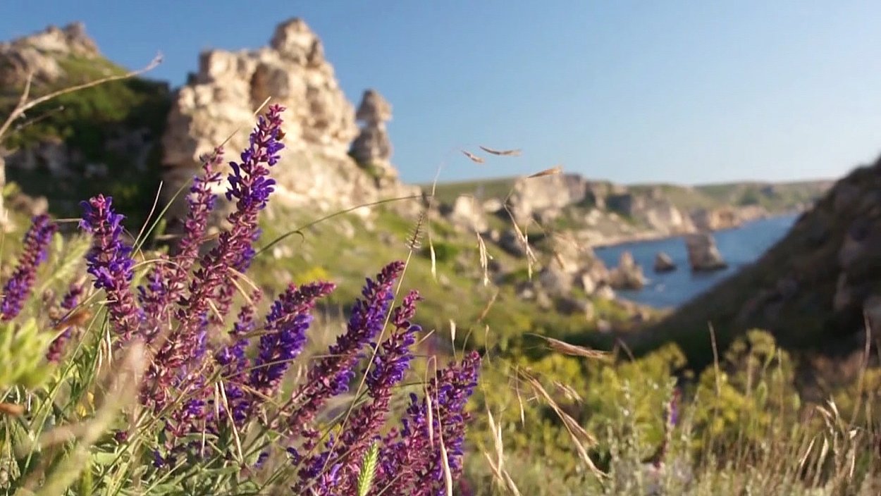 Шалфей горный Крымский