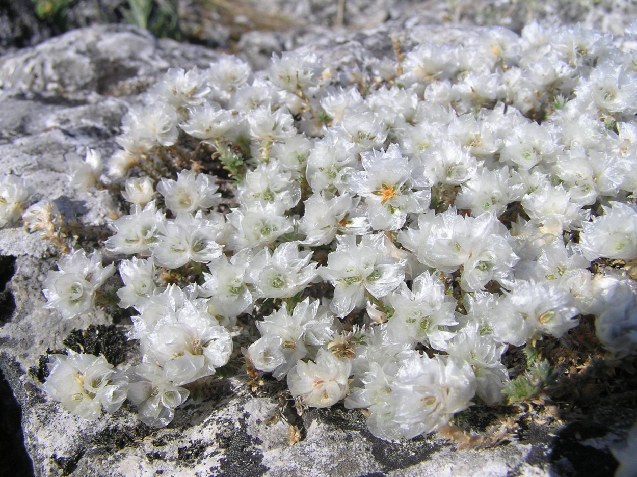 Крымские растения