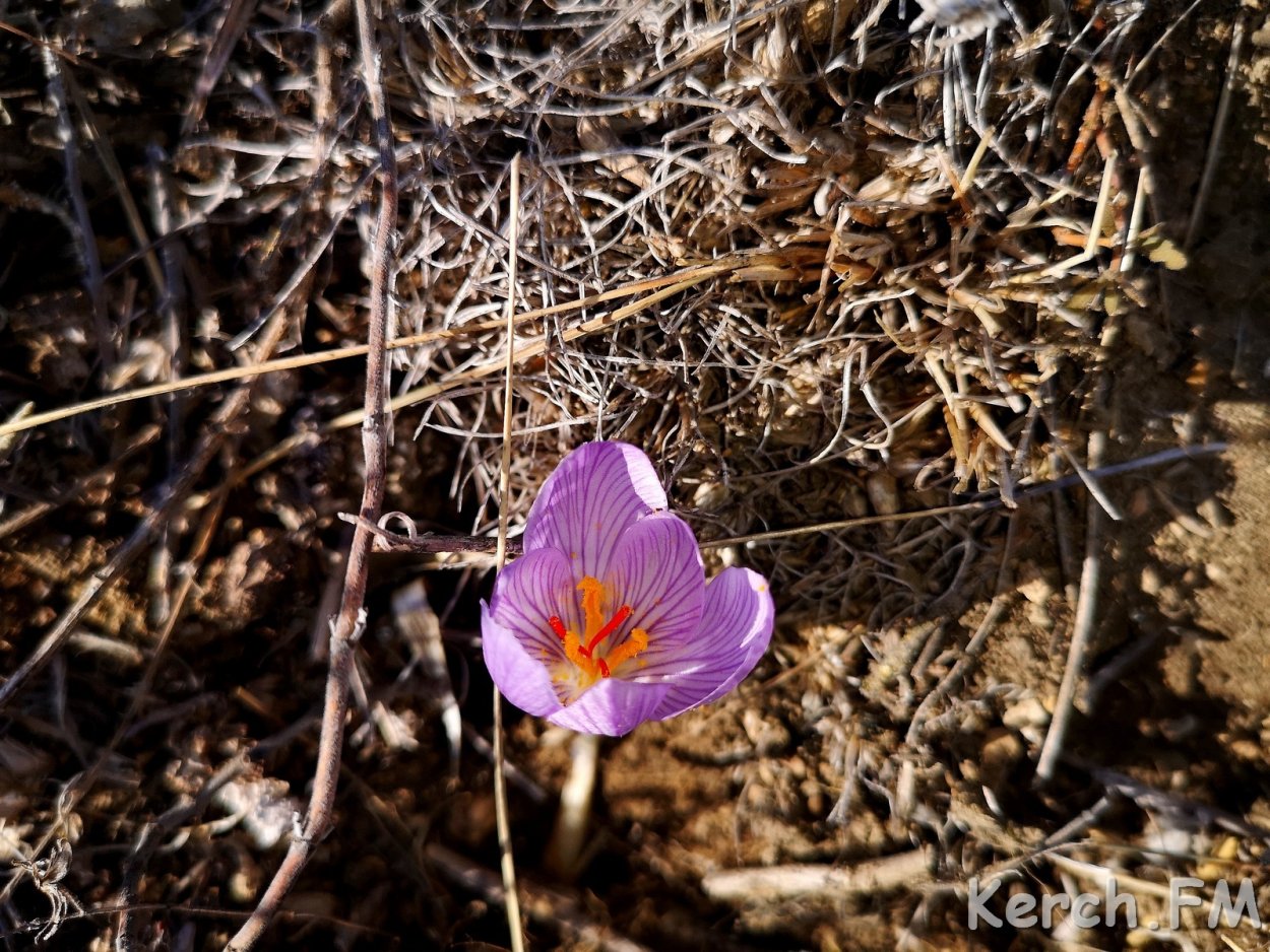 Крымский Степной Шафран