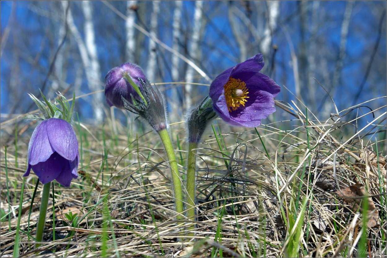 Сон трава в лесу