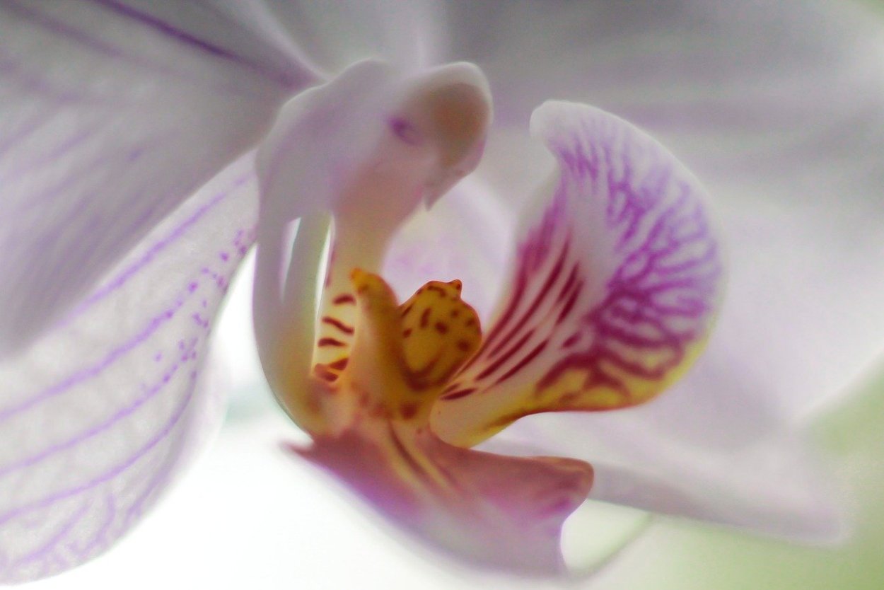 Орхидея белая с фиолетовыми