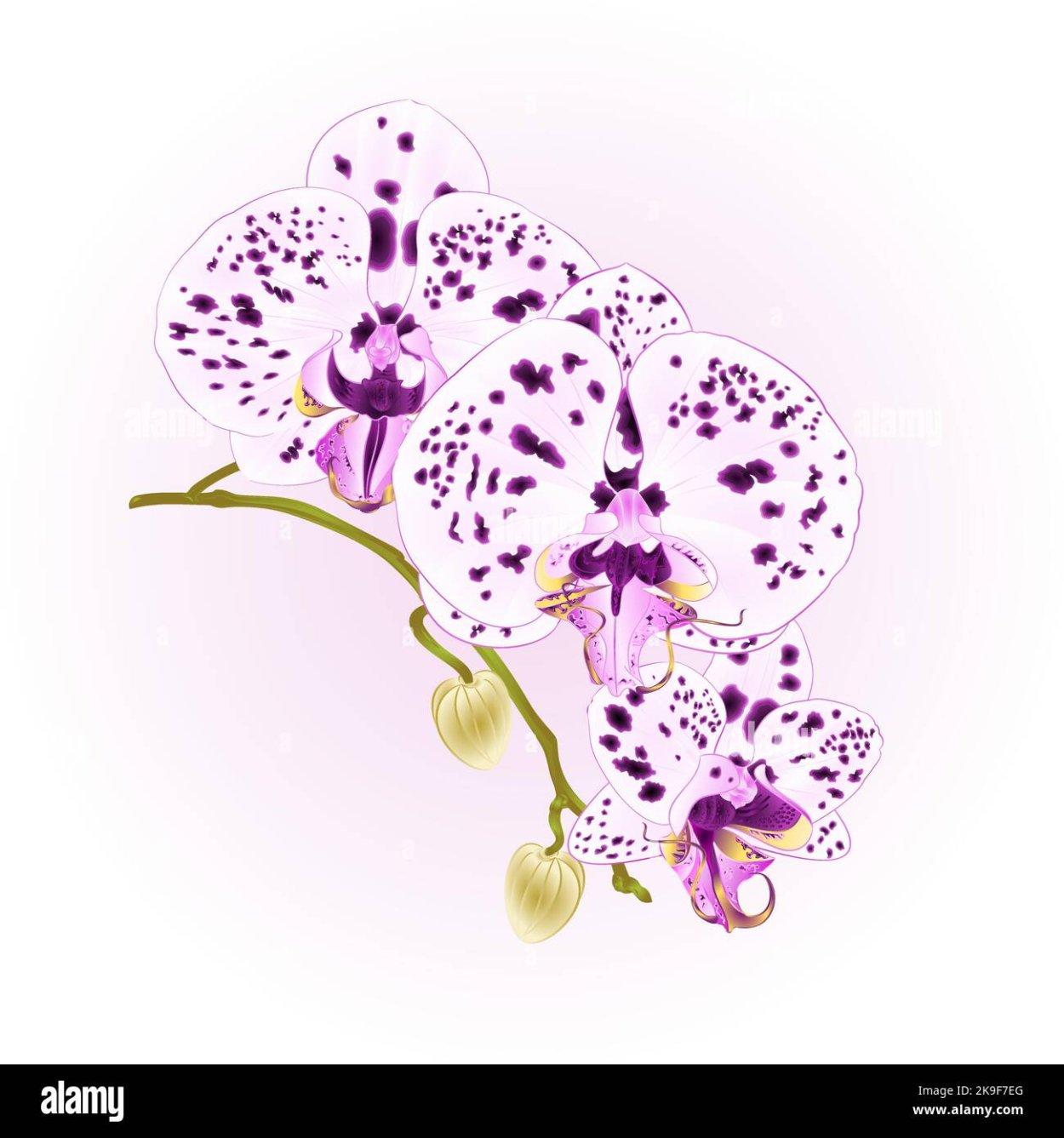 Фиолетовая Королева фаленопсис