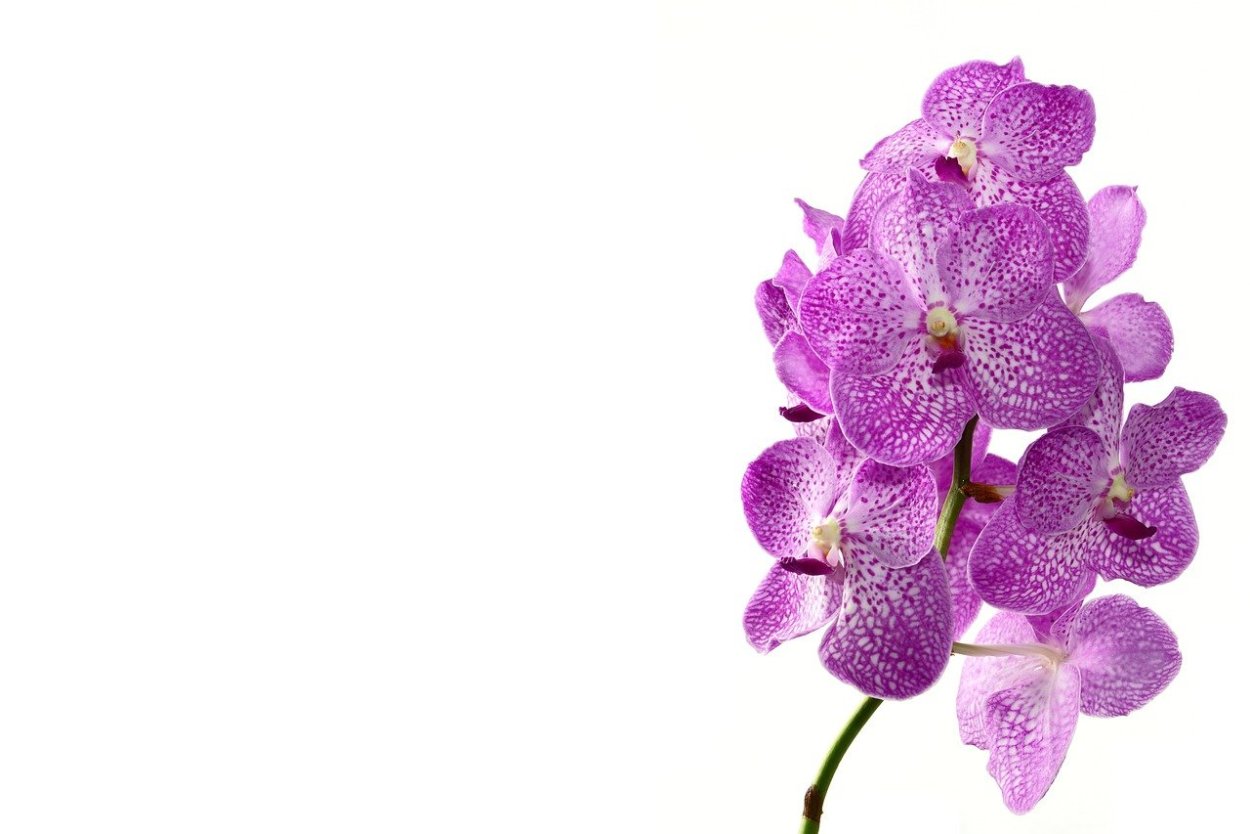 Белые орхидеи с сердечками