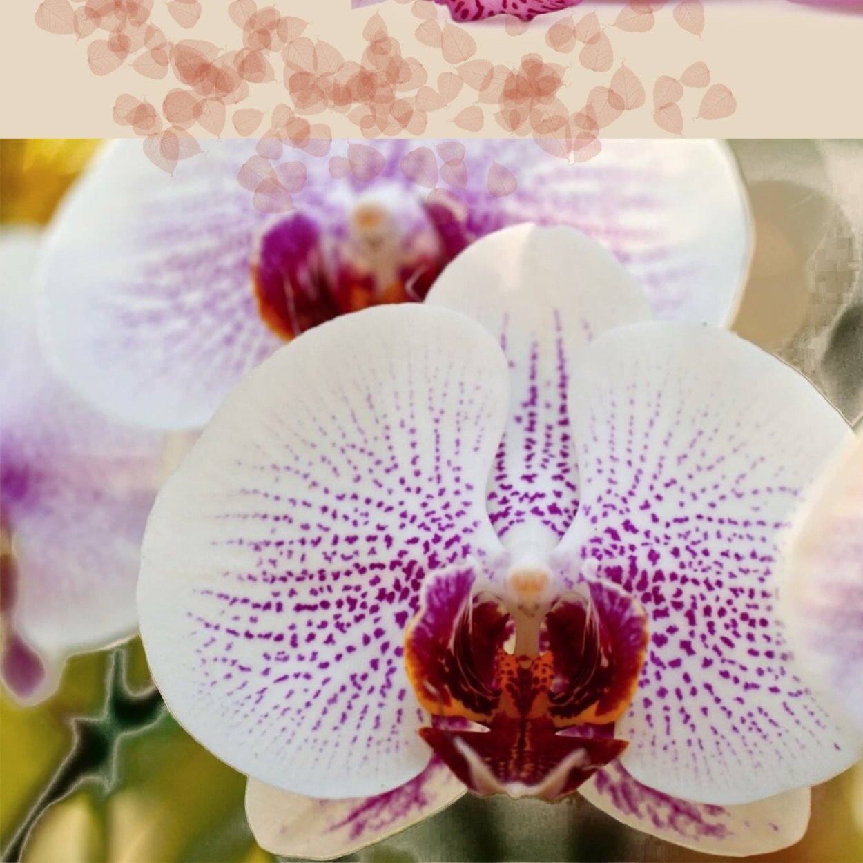 Фаленопсис белый вкрапенку