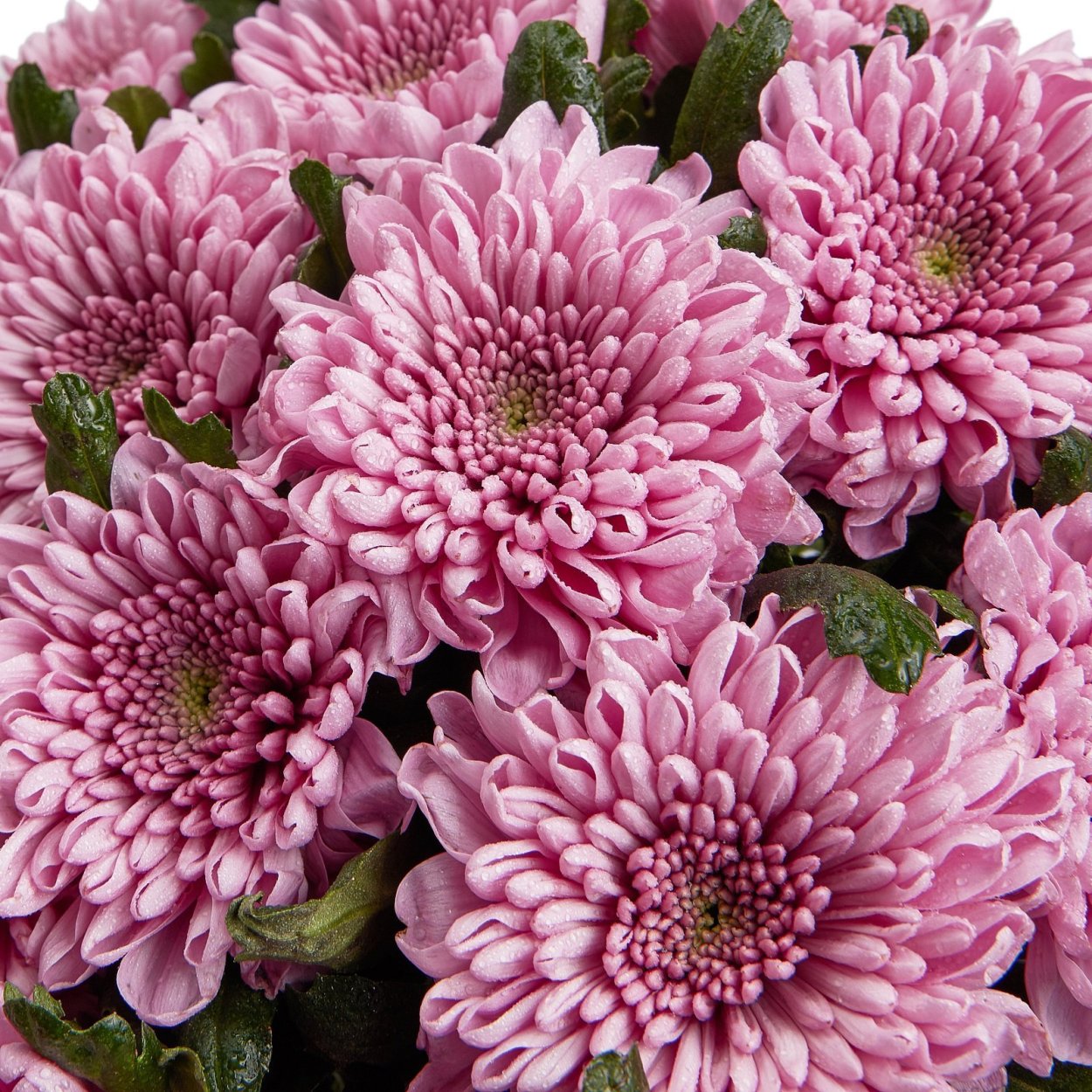 Хризантема Фуджи Сноу