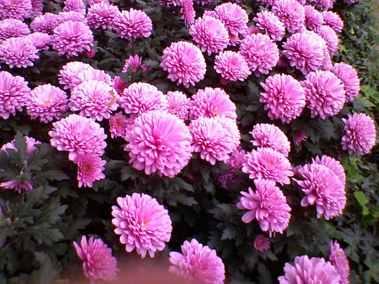 Хризантема индийская Фуджи Роуз