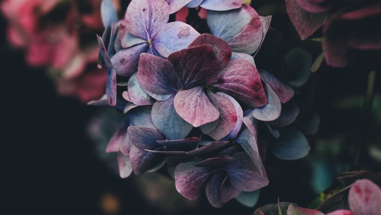 Цветы Минимализм