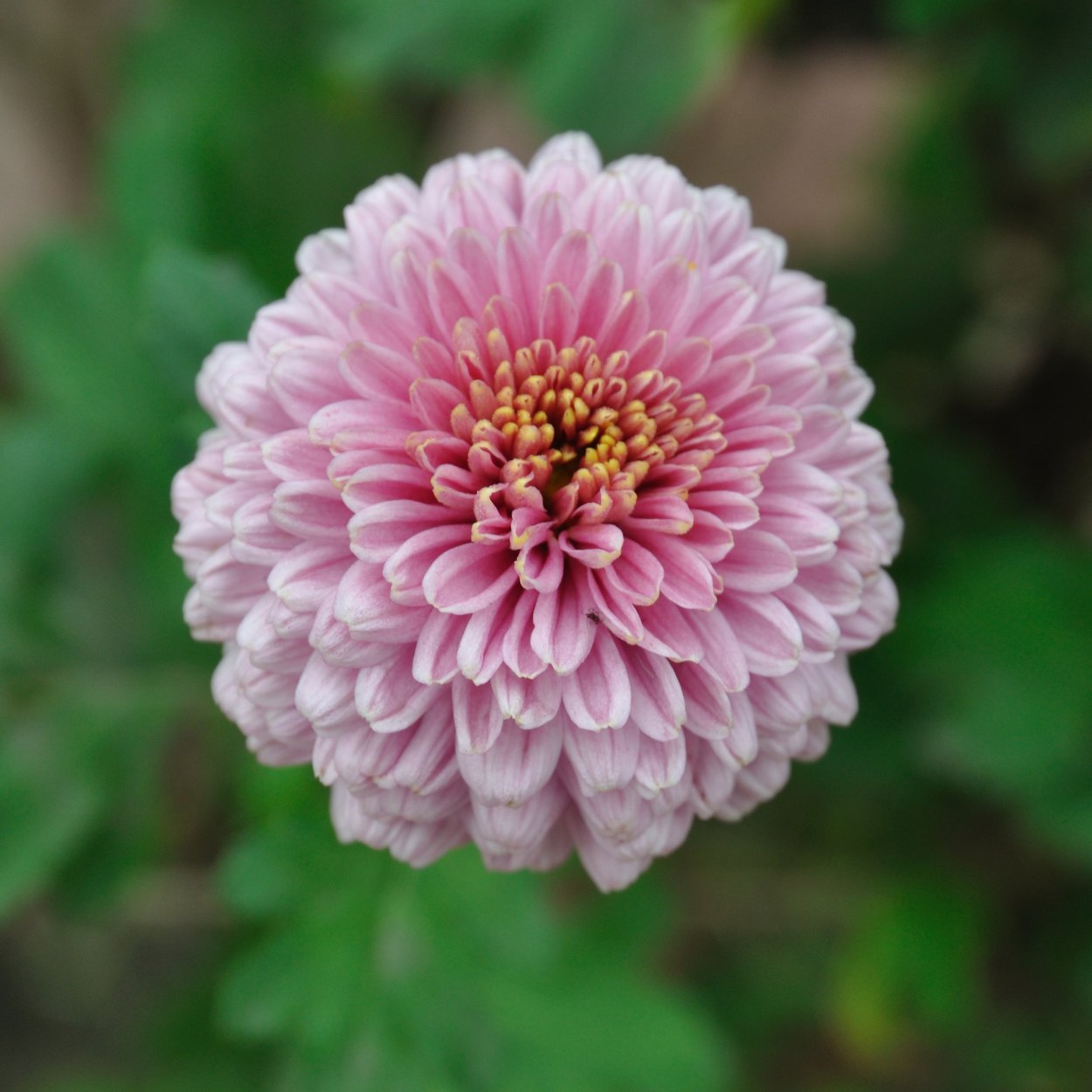 Хризантема индийская Фуджи бронз