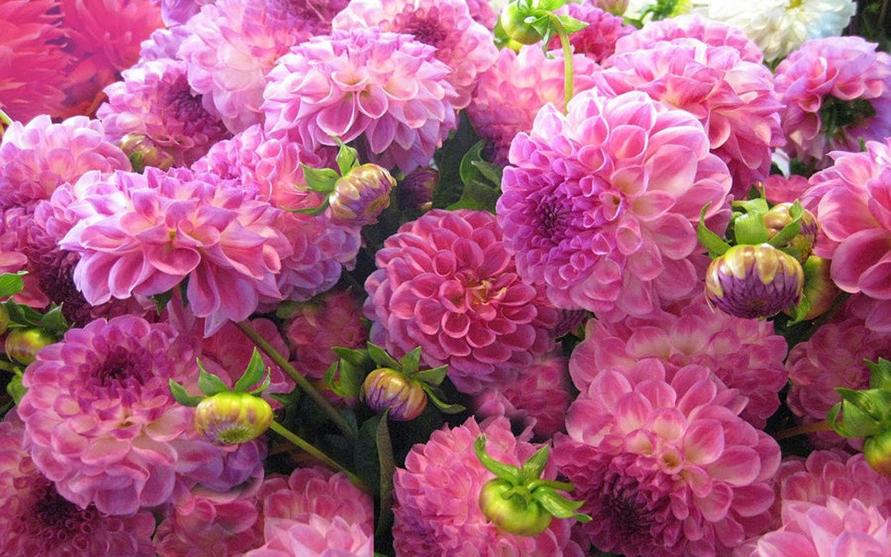 Хризантема корейская Эвелин Буш