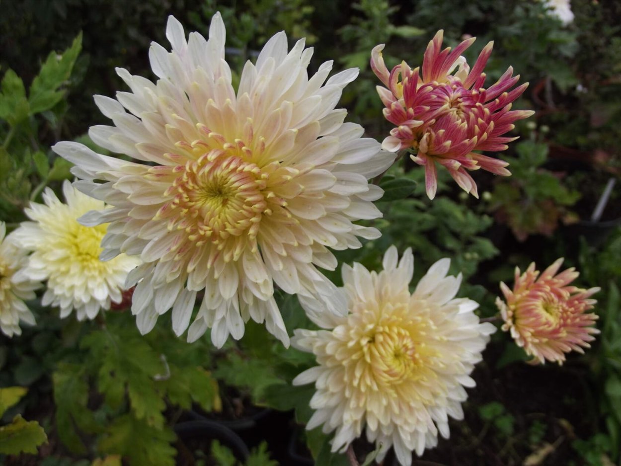 Хризантема корейская мультифлора