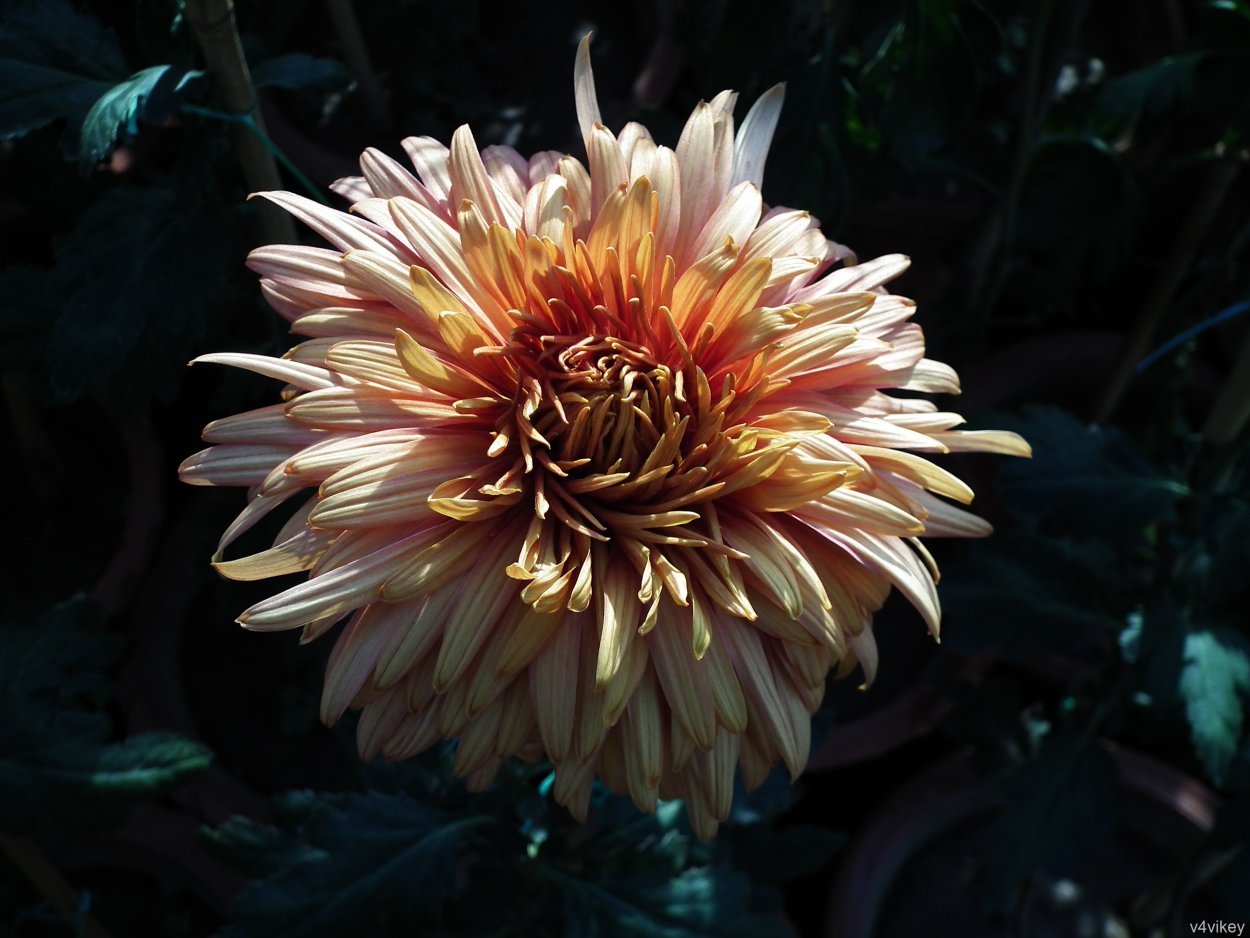 Гербера персиковая срезка