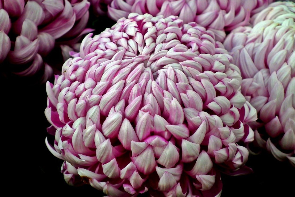 Хризантема Прада Пурпл