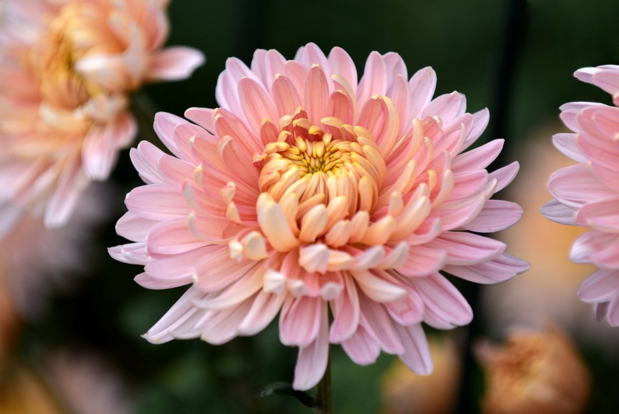 Хризантема Густав одноголовая