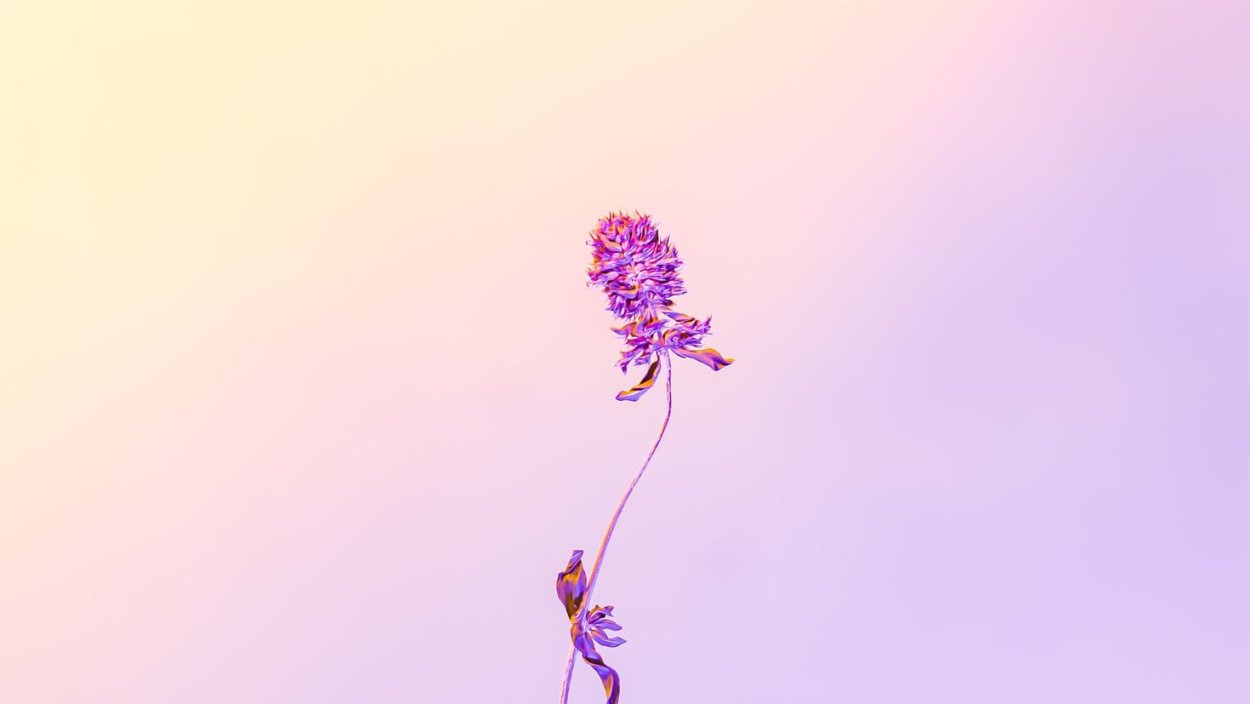 Цветы в пастельных тонах