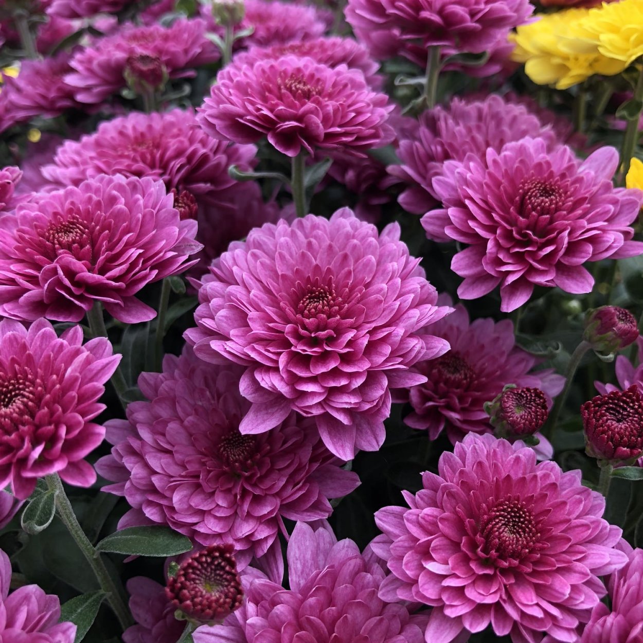 Хризантема корейская (Chrysanthemum koreanum