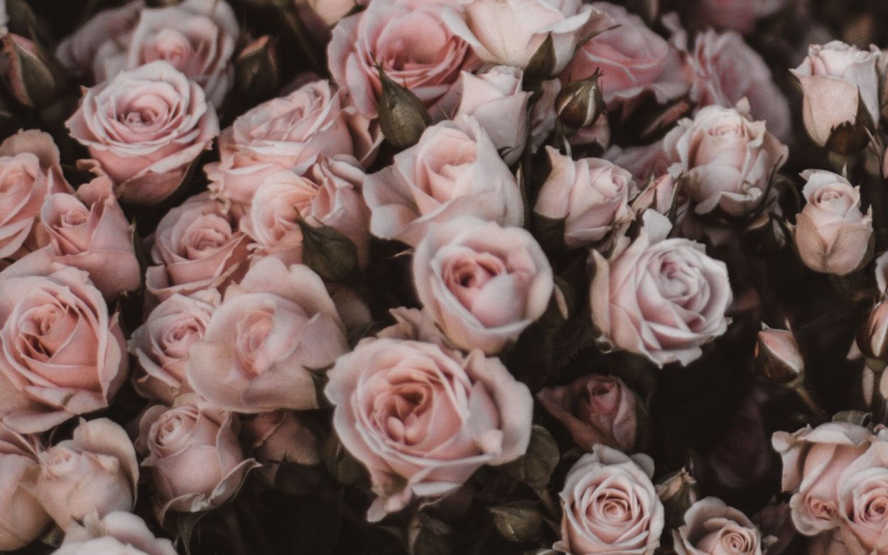 Нежные лепестки цветов