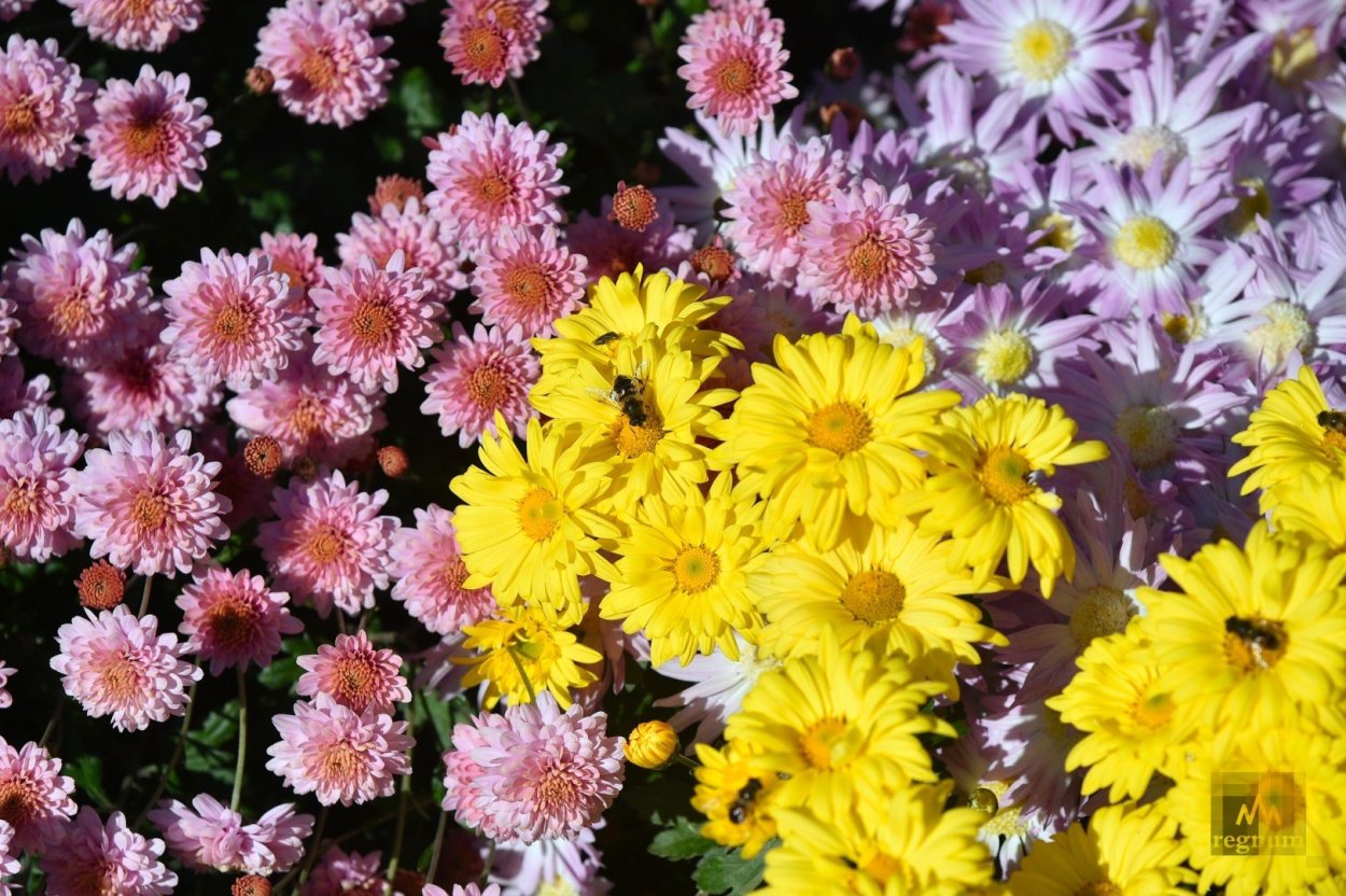 Хризантема индийская Фуджи бронз