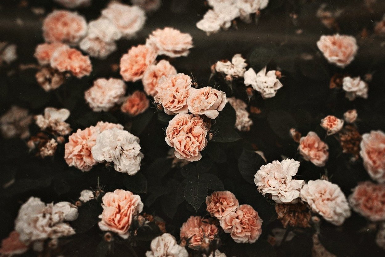 Эстетика пурпурного