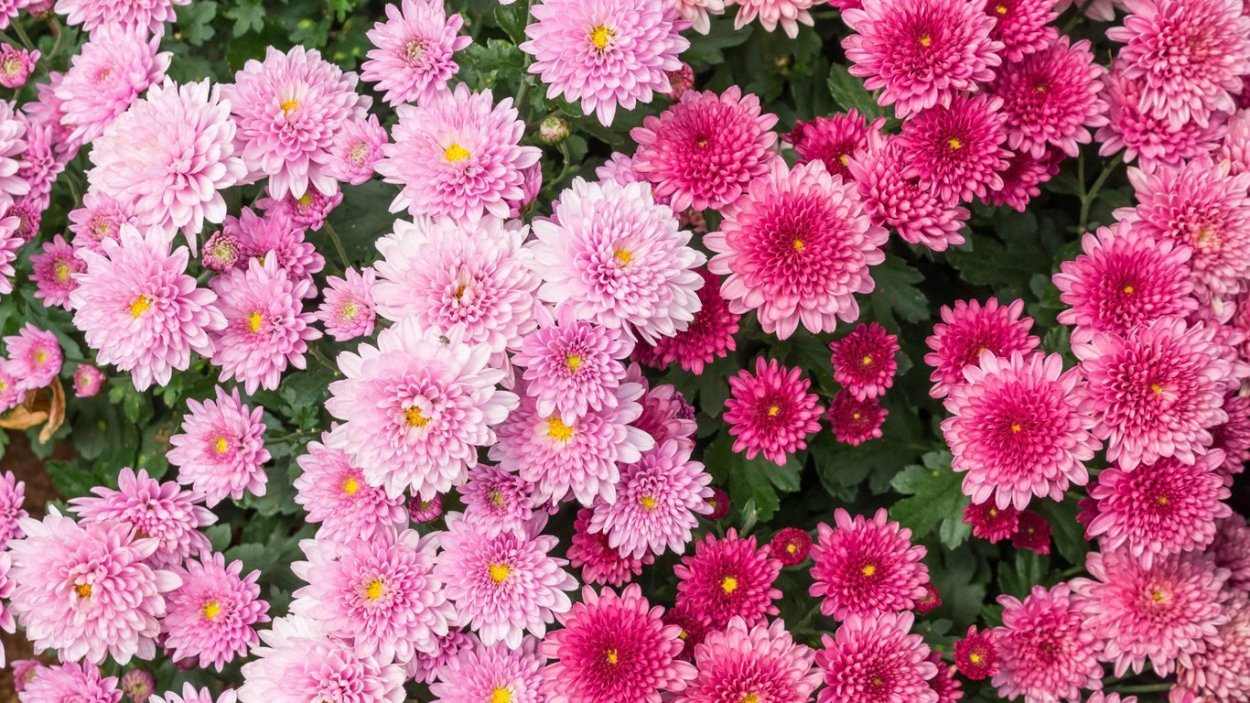 Хризантема Фуджи Роуз