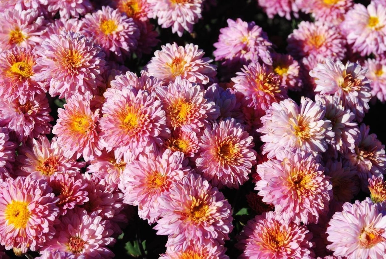 Хризантема Анабелла