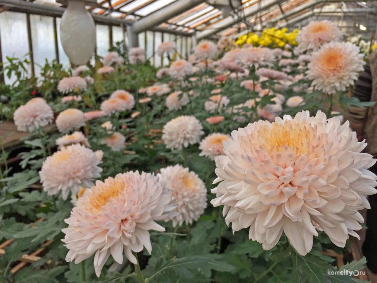 Хризантема многостебельная