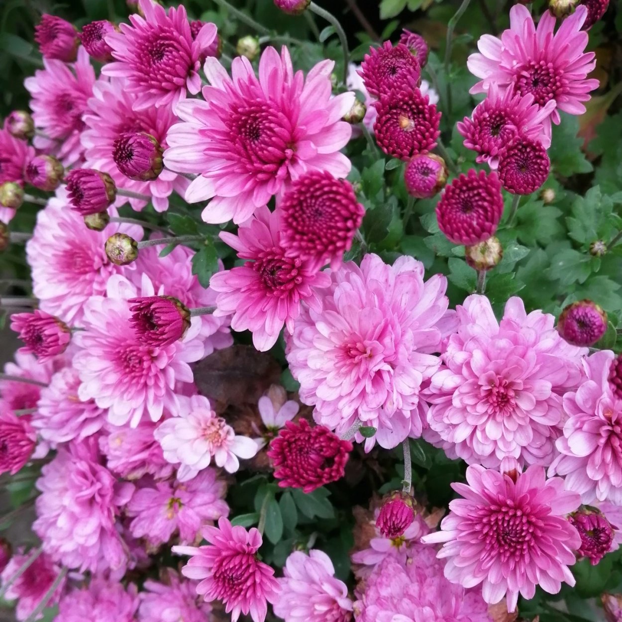 Хризантема Фуджи Роуз