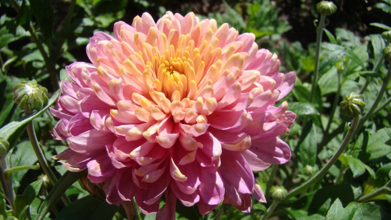 Хризантема Ханенбург