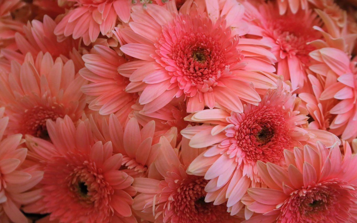 Хризантема Маргарита