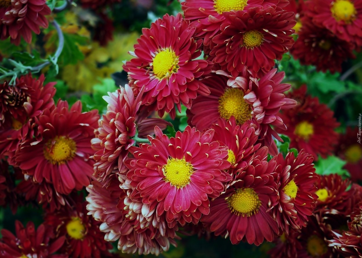 Хризантема Brandomino Pink