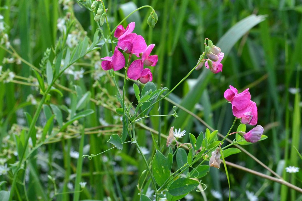 Значение бобовых растений
