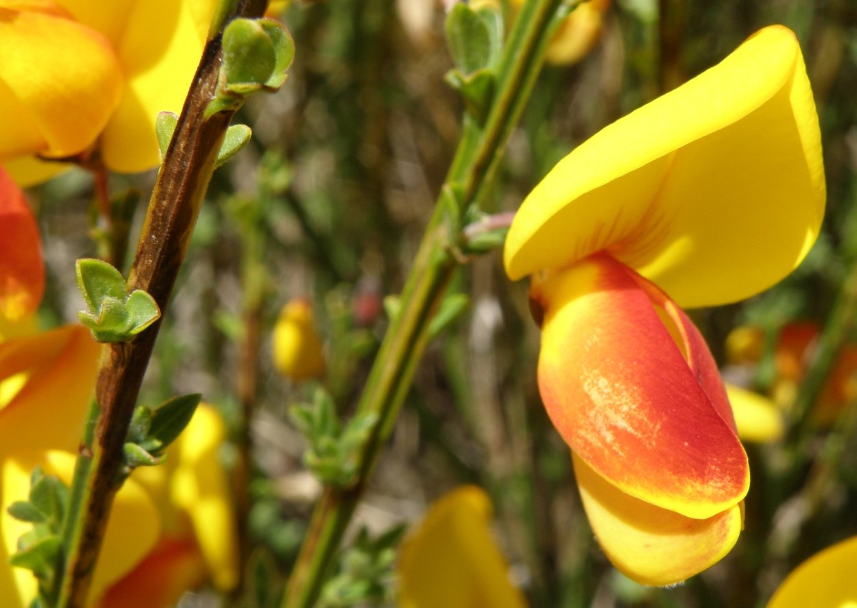 Горох посевной гербарий