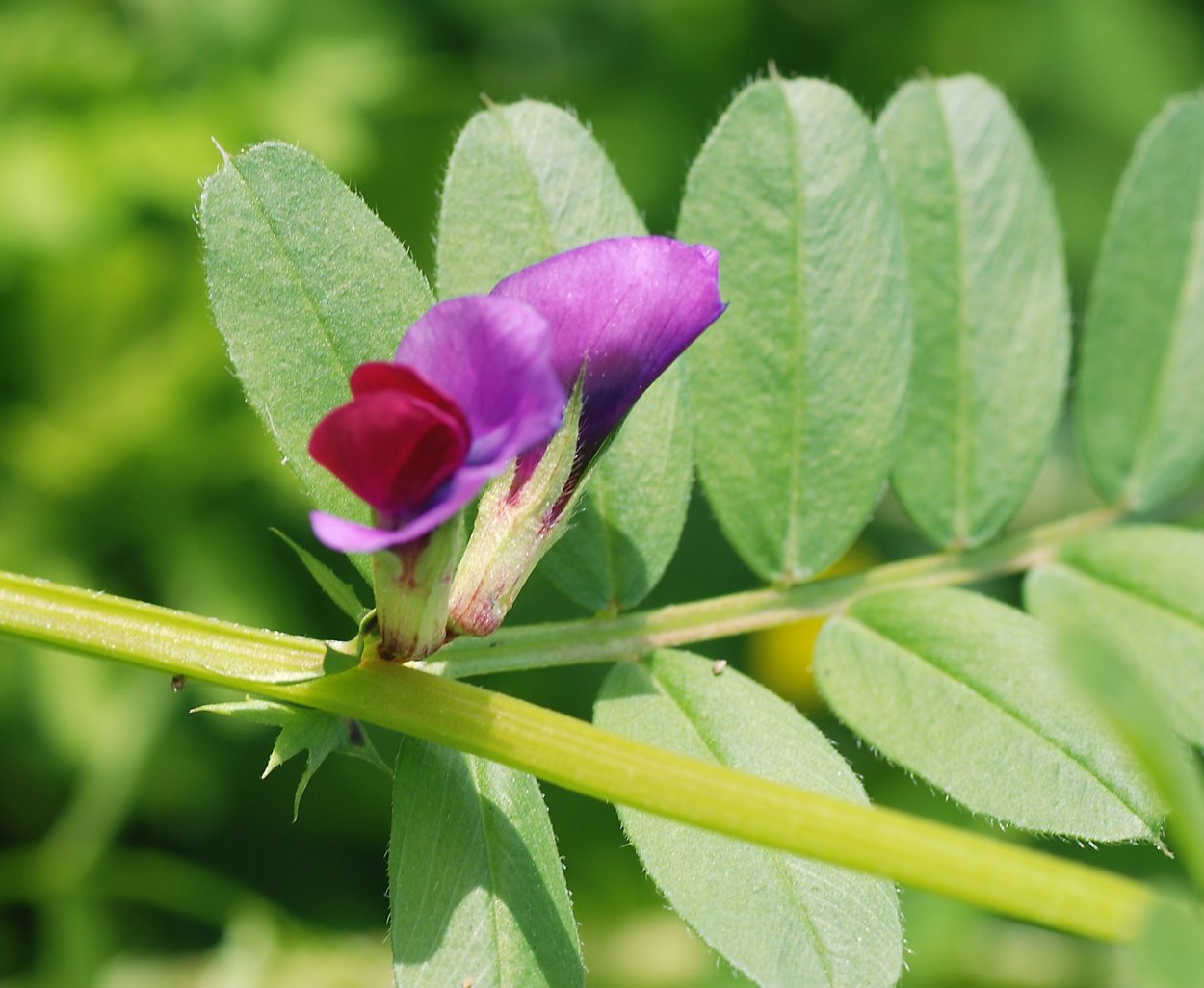 Вика посевная --- Vicia Sativa