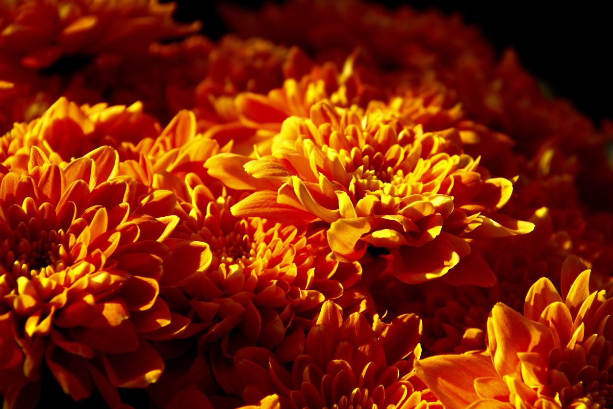 Хризантема индийская Фуджи Роуз