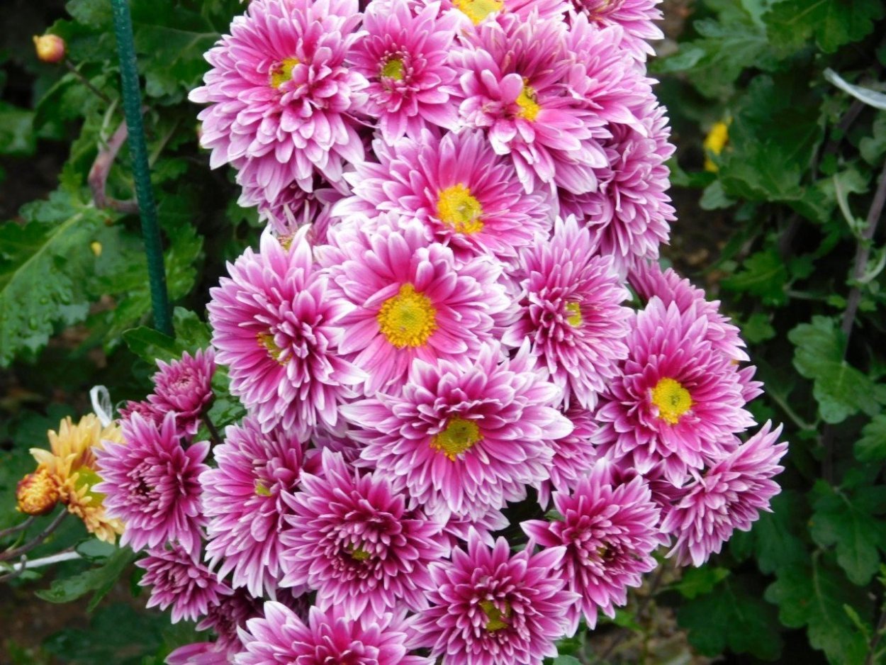 Хризантема Фуджи Роуз