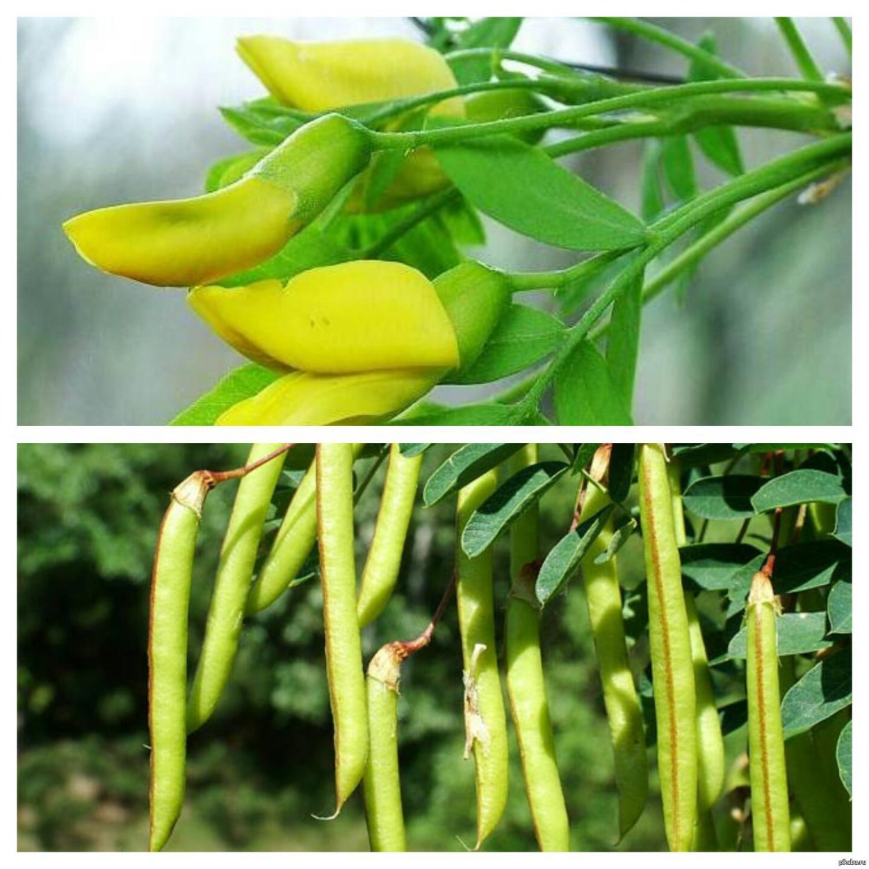 Бобы Бобчинские