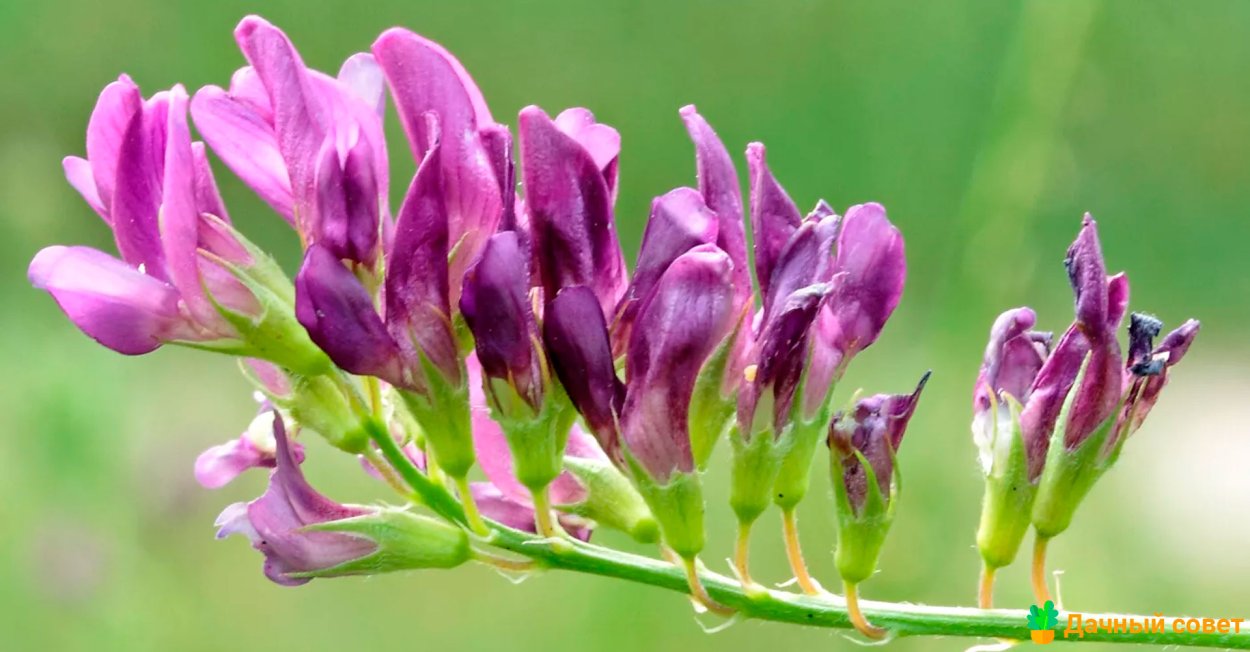 Чина клубневая