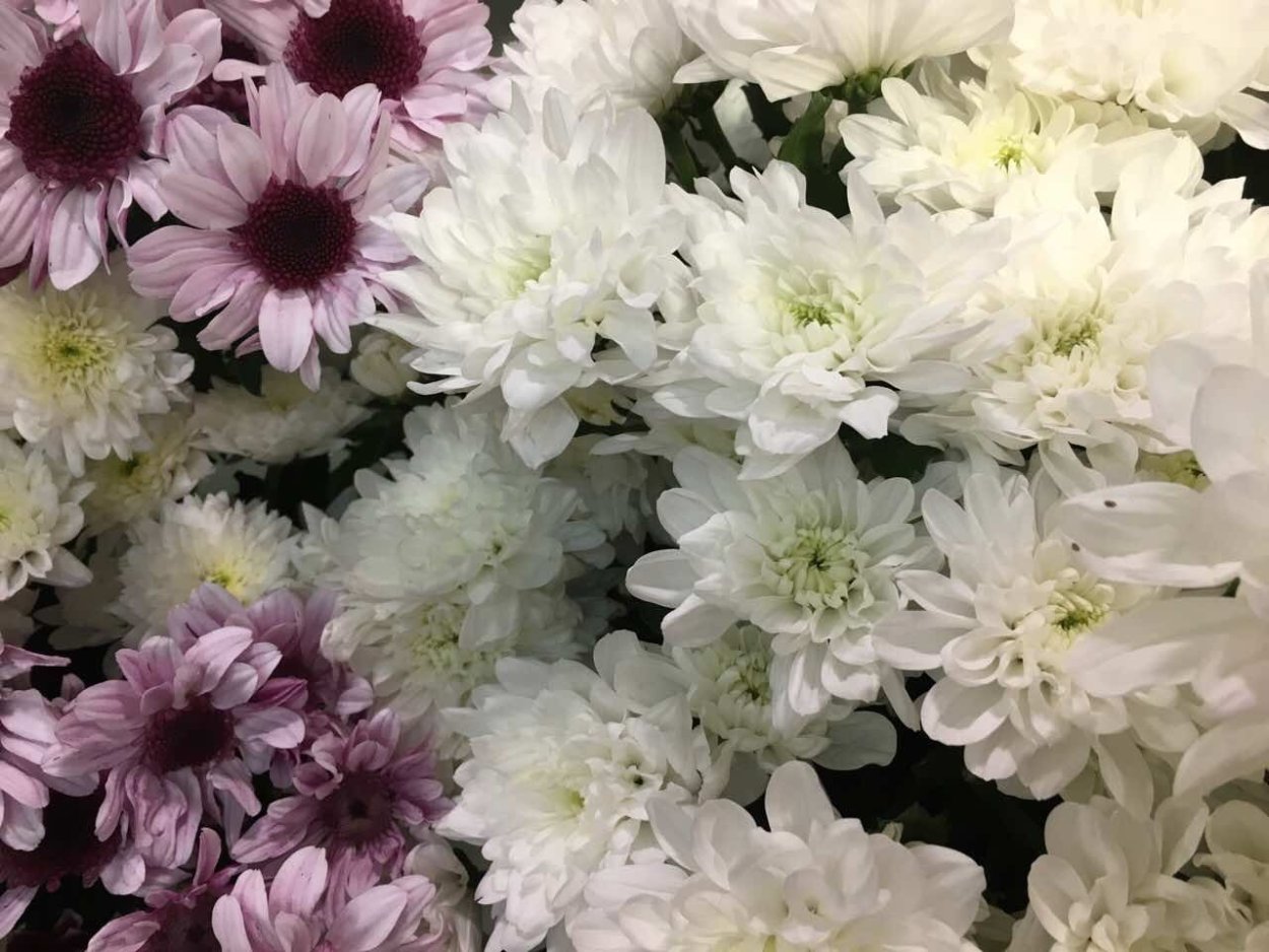 Хризантема Фуджи Сноу