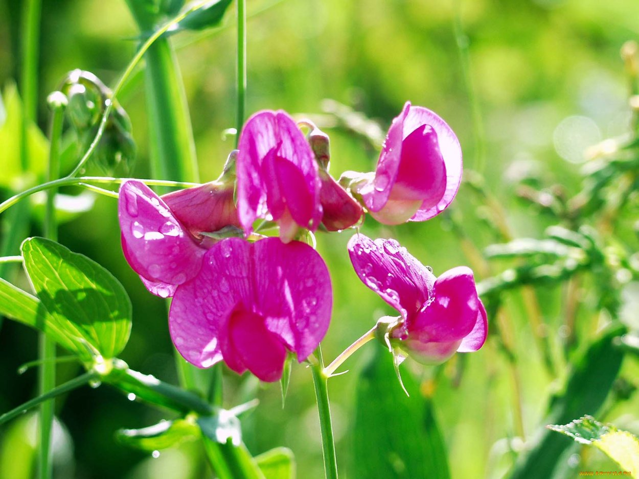 Душистый горошек Баттерфляй