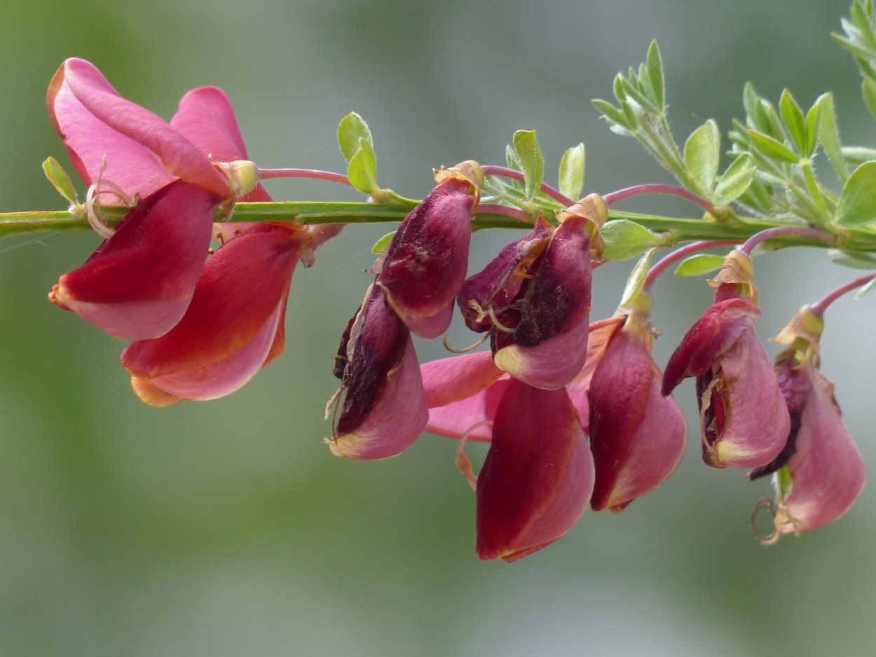 Cytisus scoparius