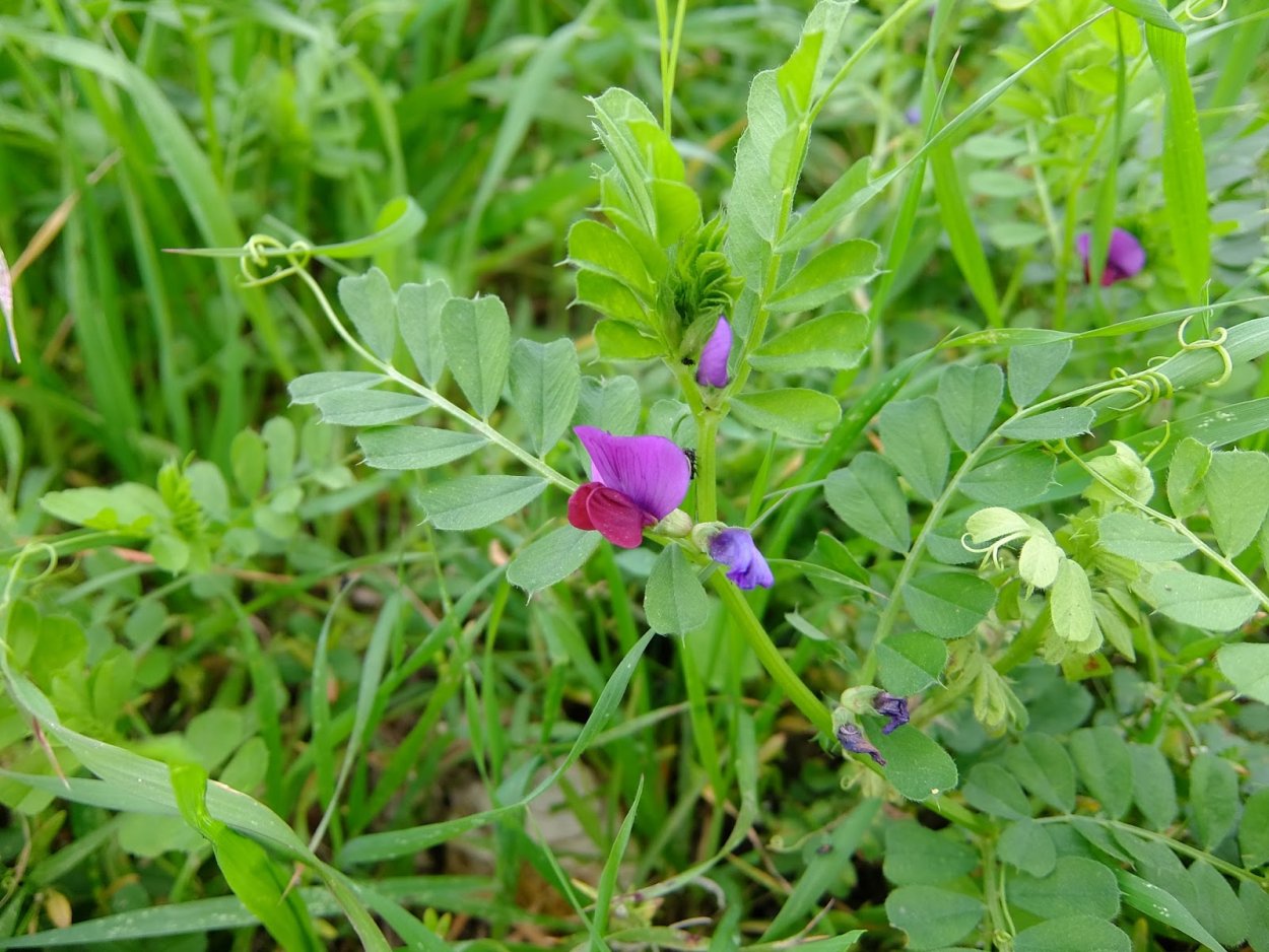 Вика Яровая сидерат