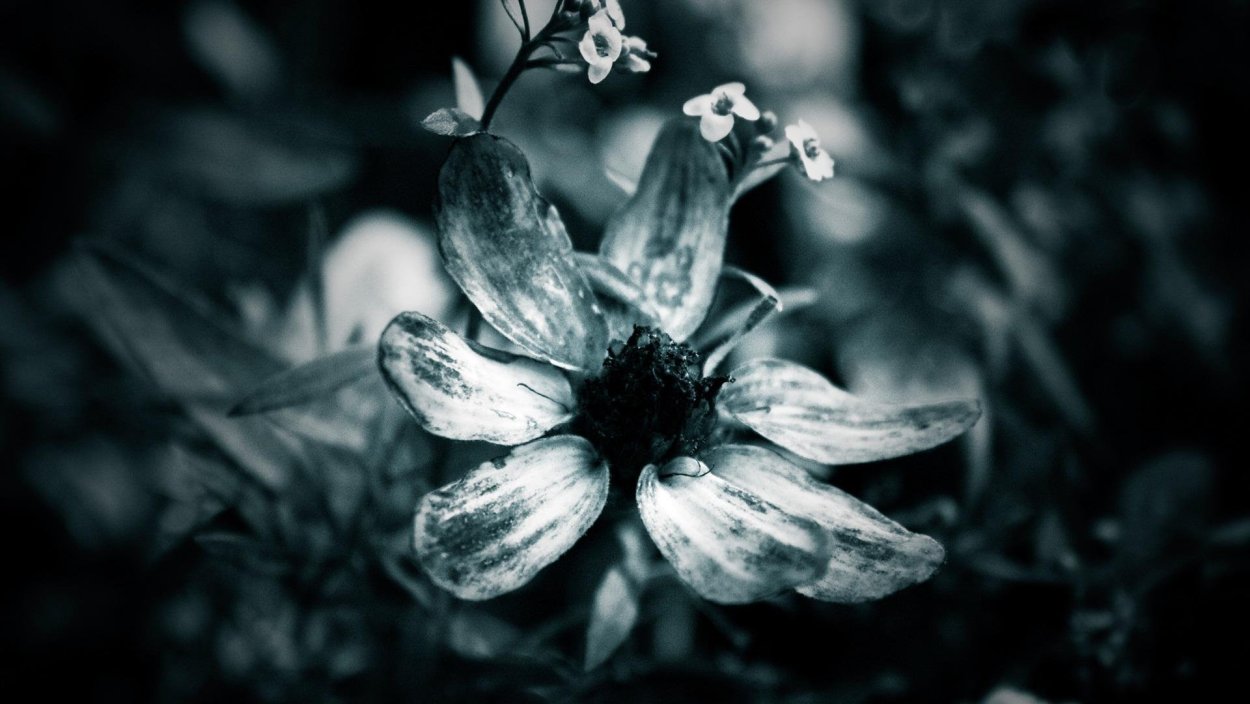 Аниме Эстетика