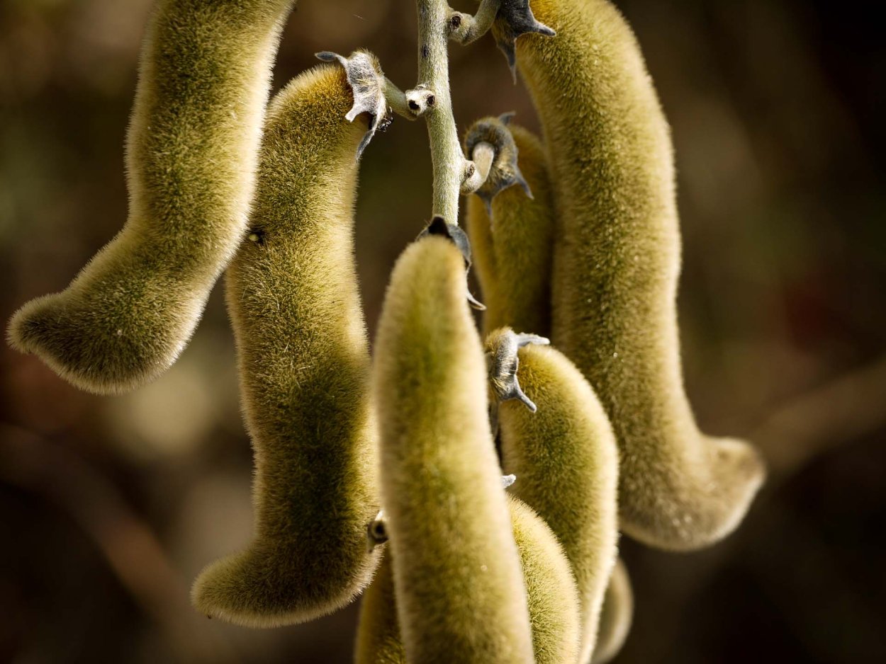 Горошек посевной (Вика посевная) Vicia Sativa l.